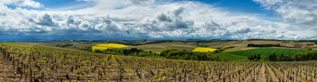 法国勃艮第夏布利地区的葡萄园图片