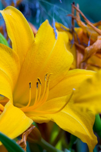 花园黄花百合花从夏天的雨湿。花园里的百合花。软选择性聚焦
