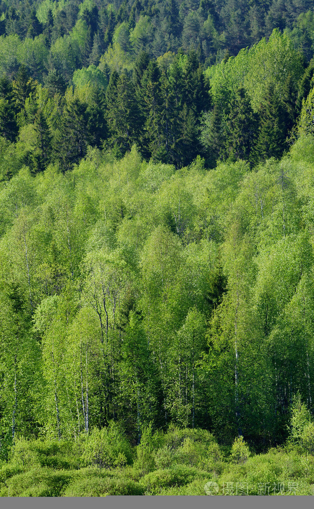 绿色森林