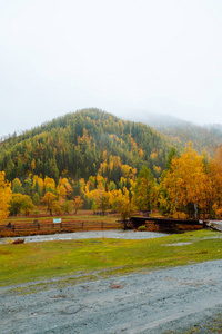 山上有五颜六色的秋天森林在阴天。秋天美丽的风景