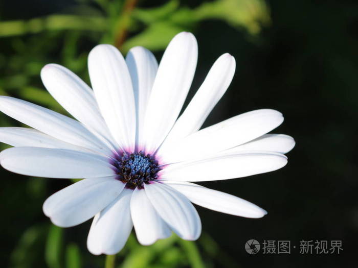 白色, 大雏菊在黑暗的背景上的花朵