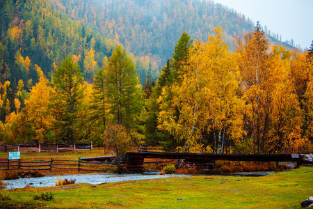 美丽的风景在秋天。阴沉的秋天森林的山