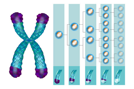 显示端粒在染色体末端的位置的图示。端粒缩短与每个细胞分裂和在不同的病理过程中