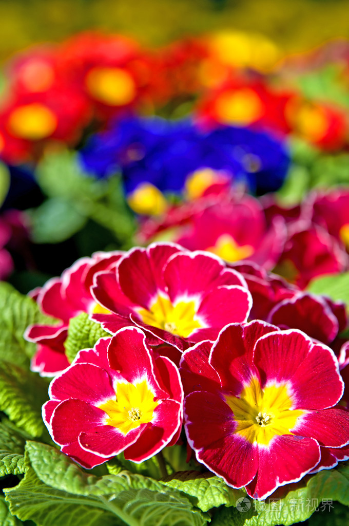 与很多彩色花报春花