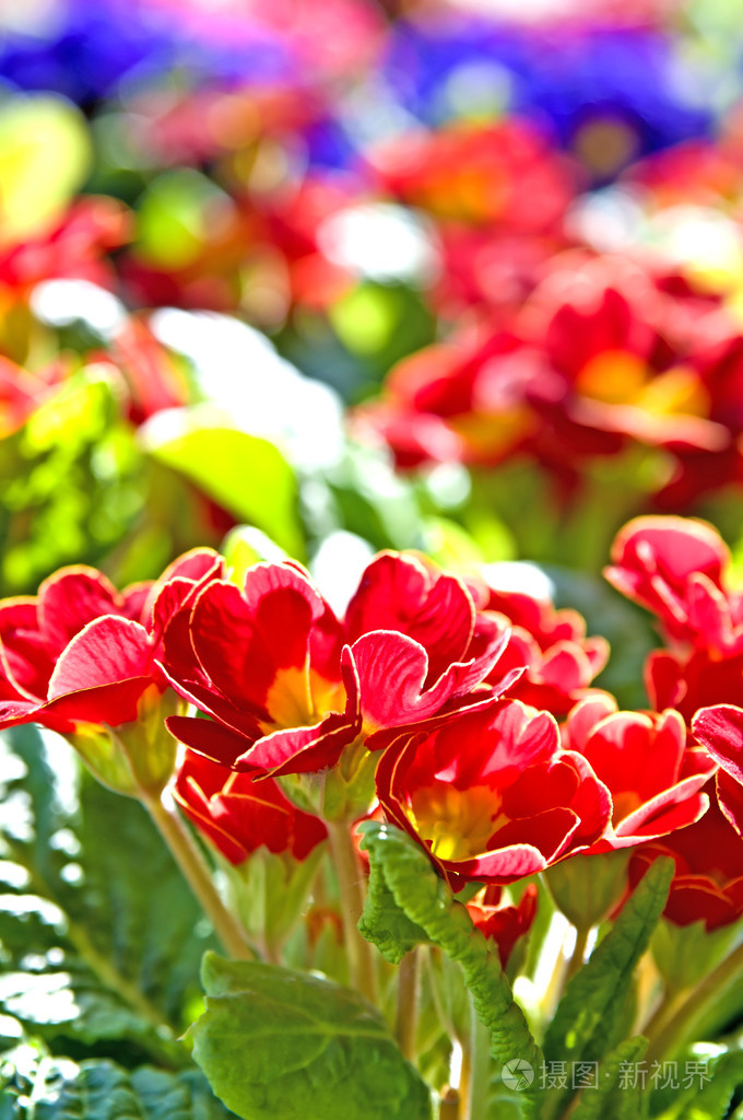 与很多彩色花报春花
