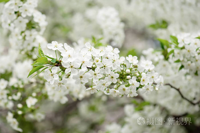 樱桃花框架