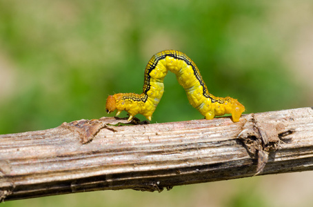 毛毡 膏 生活在沼泽昆虫粘树叶上着色书籍虫和