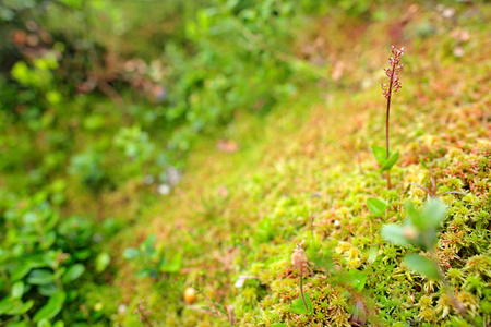 Listera, 较小的 Twayblade, 红色开花欧洲陆地野生兰花在自然栖息地, 隐藏在绿色苔藓, 捷克共和国, 欧洲。暗