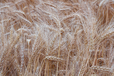 小麦金黄成熟的耳朵生长在农田。农业背景纹理