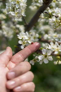 手指上的瓢虫在樱花盛开的背景下