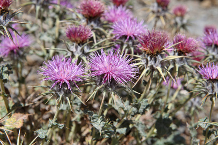 塔吉克斯坦植物 Cousinia carduncelloidea