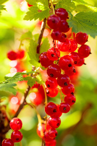 红浆果在花园的灌木丛树枝上。健康有机食品