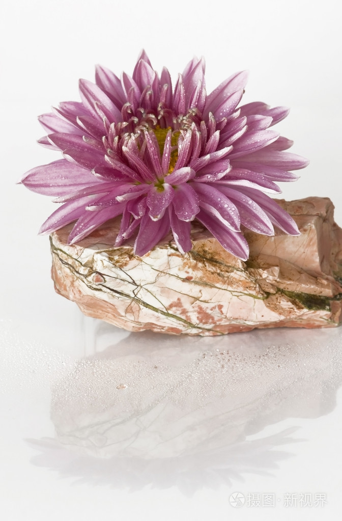 在石头上的粉红色花