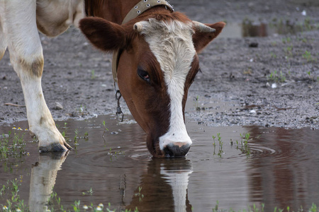 白红牛从水坑里喝水