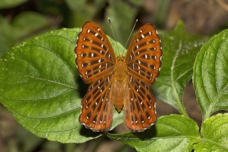 庞切尼罗, Zemeros sp, Riodinidae, 马哈拉尼市, 特里普拉邦