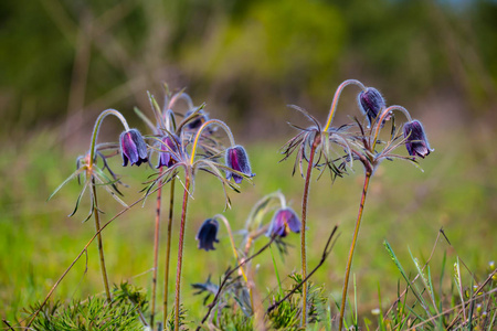 美丽的特写紫色的花朵之间的草原