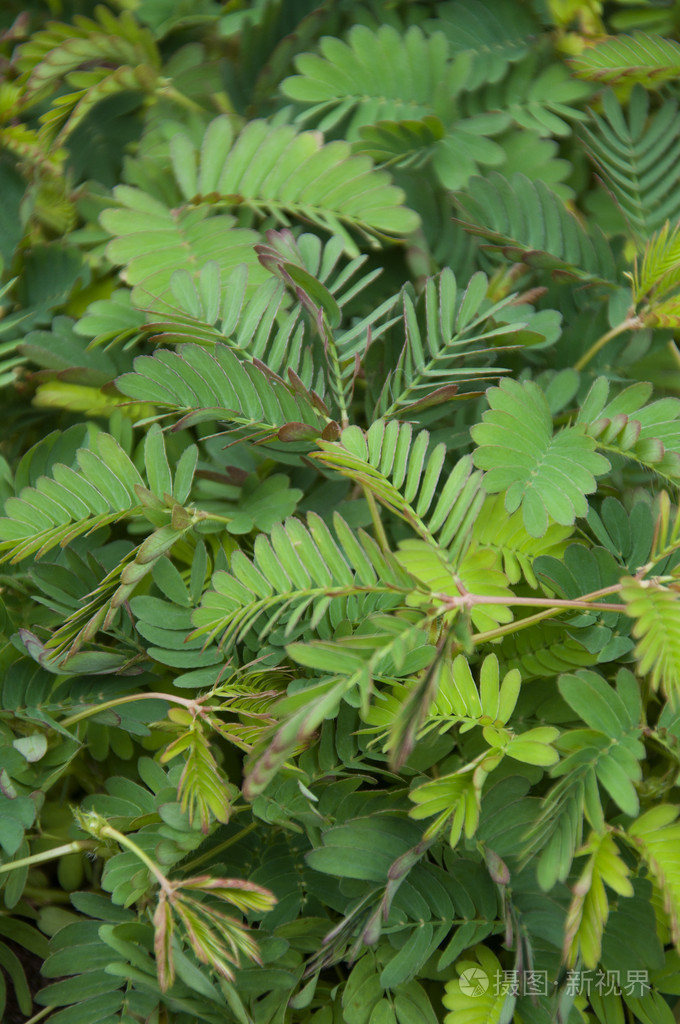 含羞草 sensitiva vivace