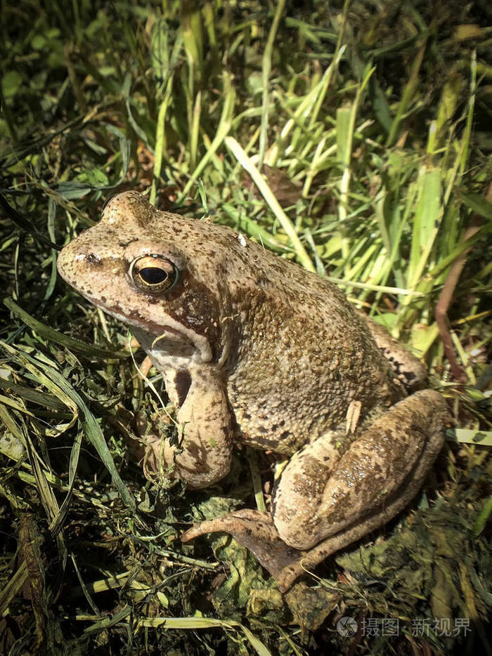 春天的大绿青蛙在阳光下温暖自己