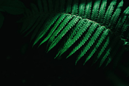 深色背景下的蕨叶特写照片蕨类植物叶子在白色嫩绿色蕨叶美丽的蕨叶