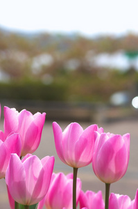 生动的粉红色郁金香花场