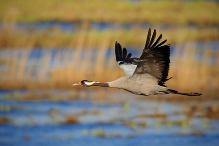 飞行共同的起重机, 鹤鹤, 大鸟在自然栖所, Hornborga 湖, 瑞典。来自欧洲的野生动物场景。长颈灰鹤