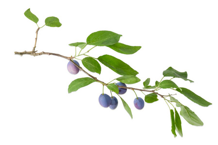 李子的枝与成熟的果子和叶子在白色背景