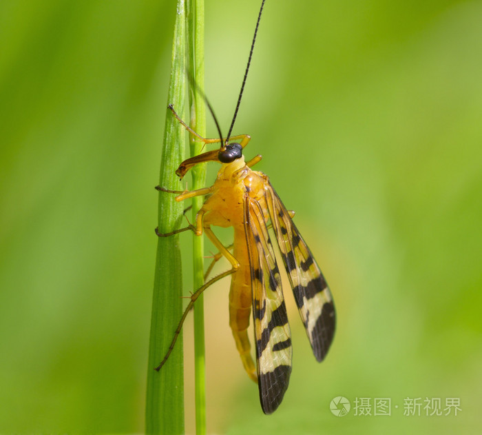 长着长鼻子大黄色飞