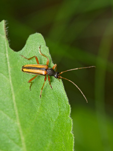 绿色的叶子上棕色 bug