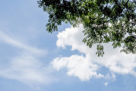 绿色的叶子有蓝天和白云。多云的天空抽象背景