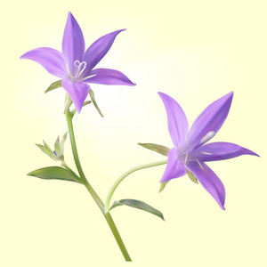 两个紫色 bellflowers