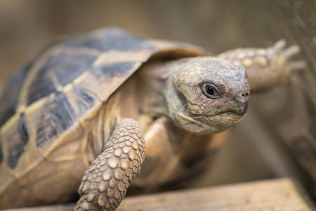 一只龟 Testudo hermanni boettgeri 在一块木头上攀爬的画像