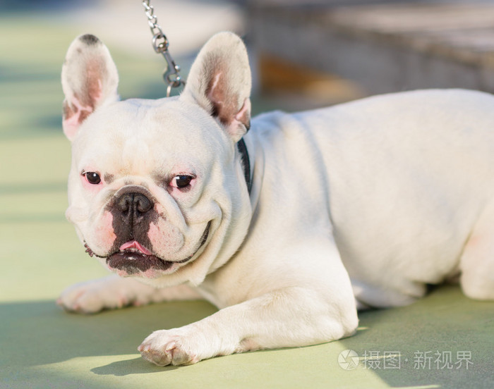公牛狗的特写照片-正版商用图片05z834-摄图新视界