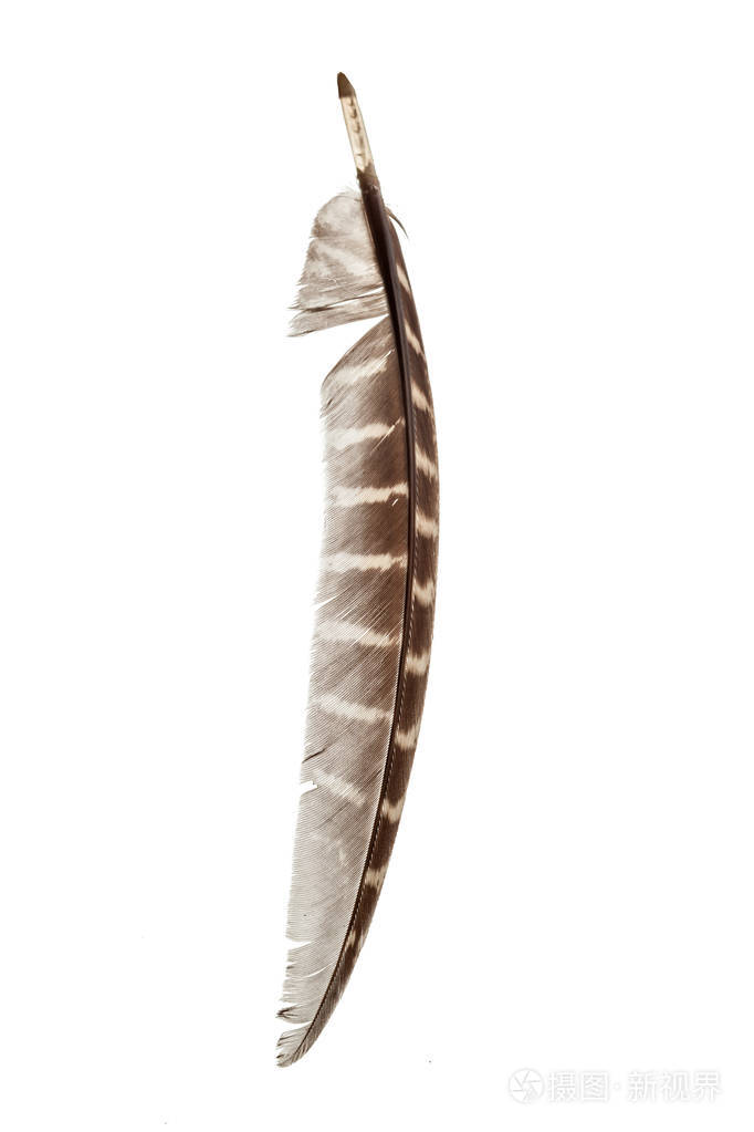 孤立在白色背景上的鸟羽