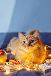 可爱的姜猫躺在床上与闪亮的灯泡和新年礼物在工艺纸。温馨的家庭圣诞假期背景。文本位置
