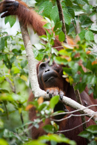 红毛丹加里曼丹婆罗洲坦珠国家公园