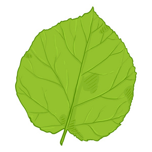 矢量卡通插图榛树绿叶照片