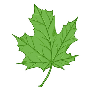 矢量卡通插画-枫叶绿叶照片