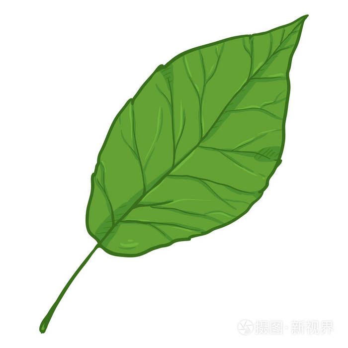 矢量卡通插图--杨树绿叶