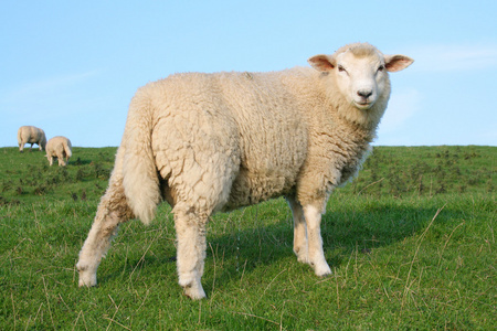 德国北部德国北部的羊照片