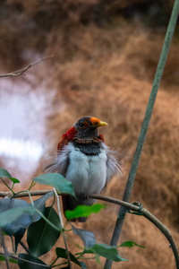 articiafial 绿洲各种鸟类和两栖类的照片系列