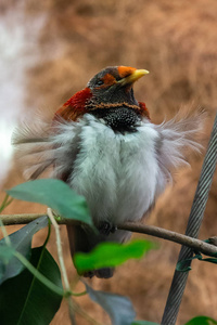 articiafial 绿洲各种鸟类和两栖类的照片系列