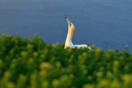 北 gannet, 详细的头肖像的海鸟坐在巢, 与深蓝色海水的背景下, Helgoland 岛, 德国