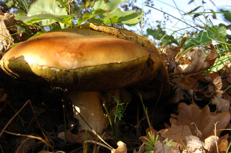 Cep 牛肝菌 在森林在秋季的一天。牛肝菌国王牛肝菌，佩妮包子，意味轩雅或 cep