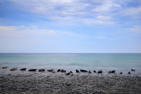 封印殖民地在卵石 bech。动物在风景与云彩, 沙丘海岛, 德国, 欧洲。带密封的海水