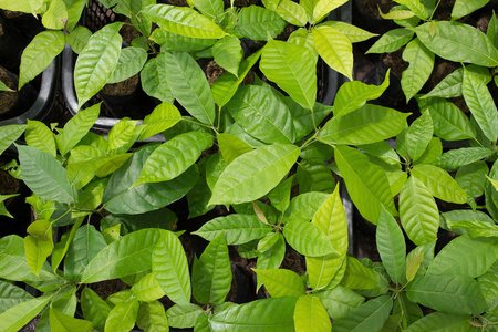 可可农场农场种植园的小可可树照片