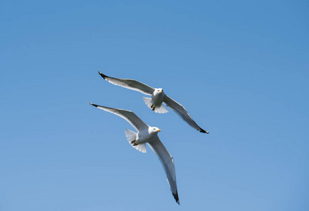 两只海鸥在一起飞翔, 天空在背景中