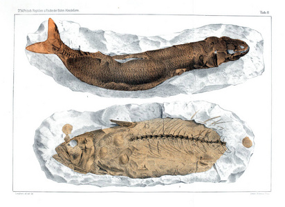 化石鱼的例证图片