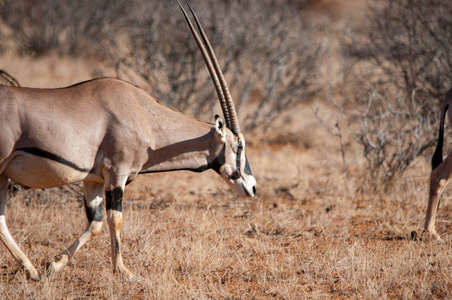 大羚羊在自然栖息地野生动物肯尼亚非洲