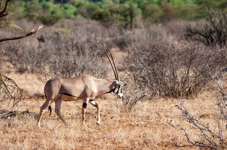 大羚羊在自然栖息地野生动物肯尼亚非洲