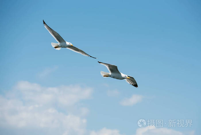 两只海鸥在一起飞翔天空在背景中
